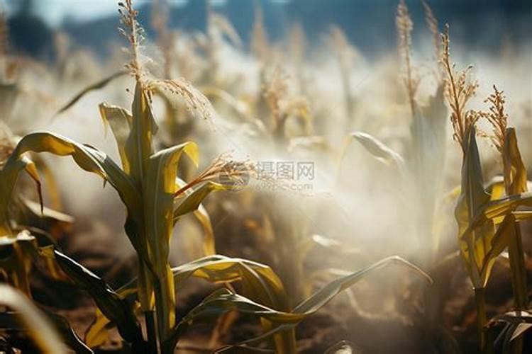 玉米后期打什么叶面肥能增加产量？