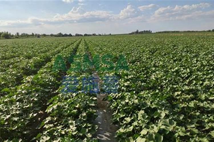 兰登水溶肥用在棉花上几公斤