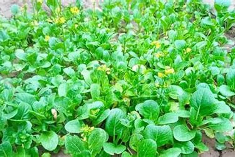 菜心高产施肥要点 菜心怎么养殖好