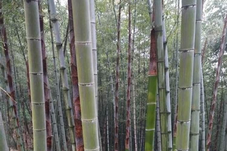 毛竹怎样施肥