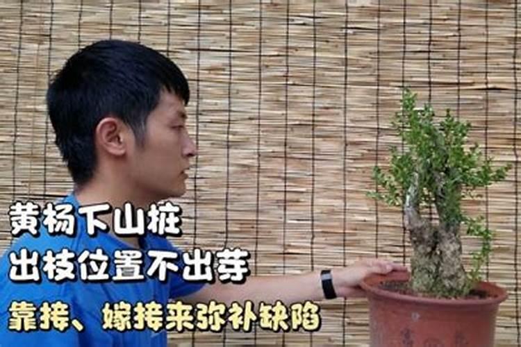 黄杨下山桩的养殖方法和注意事项