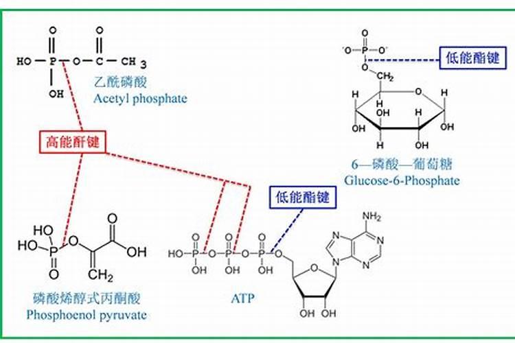 磷酸钾te液体肥的中文全称怎么读