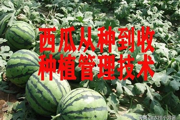 西瓜种植具体步骤