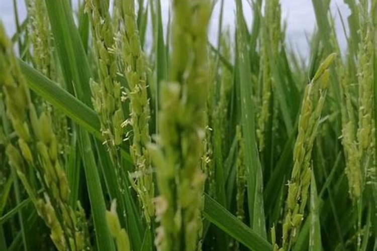 柿子树喜欢什么肥料？