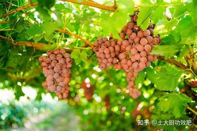 豆角冲施什么肥料好？