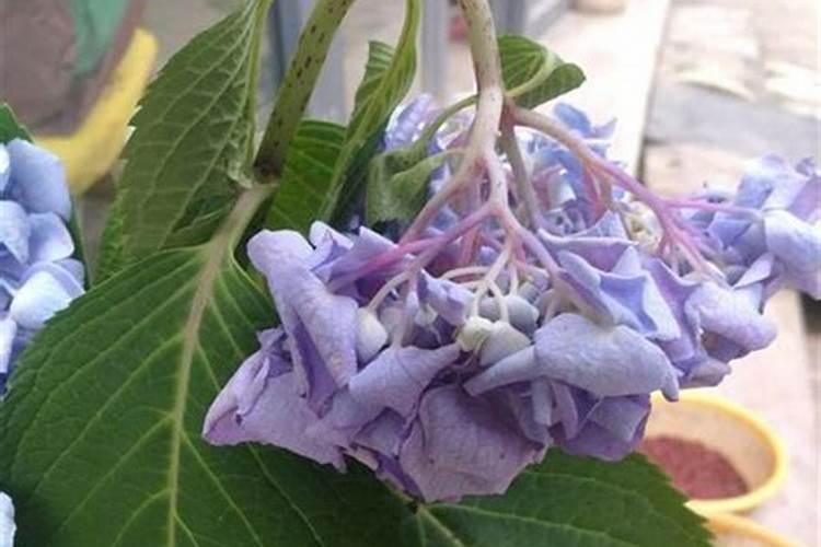 绣球花多久施肥