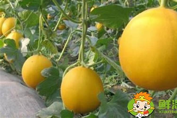 甜瓜授粉15天后冲平衡肥还是高钾肥好？