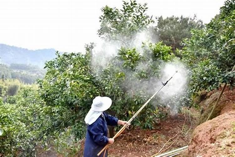 柚子采摘后多久施肥最好