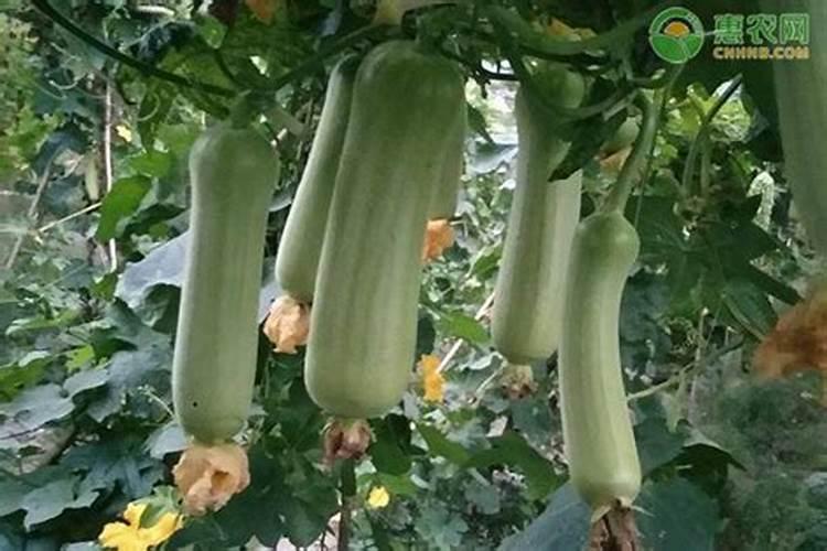 丝瓜可以用氯化钾施肥吗？