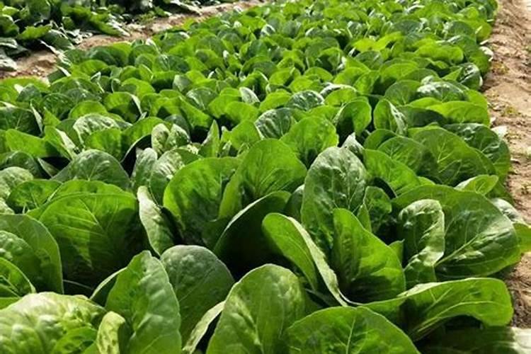 哪种花可以在盐碱地上生存花卉百科