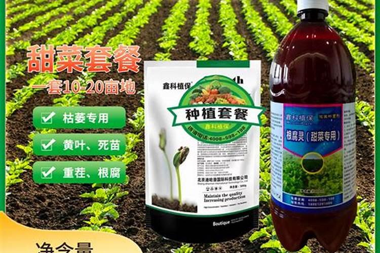 甜瓜根腐病怎样治