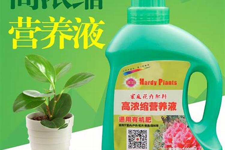 长寿花怎么养护轻松养活