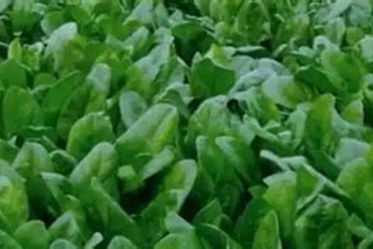 捕蝇草怎么施肥,分季稀薄巧施肥