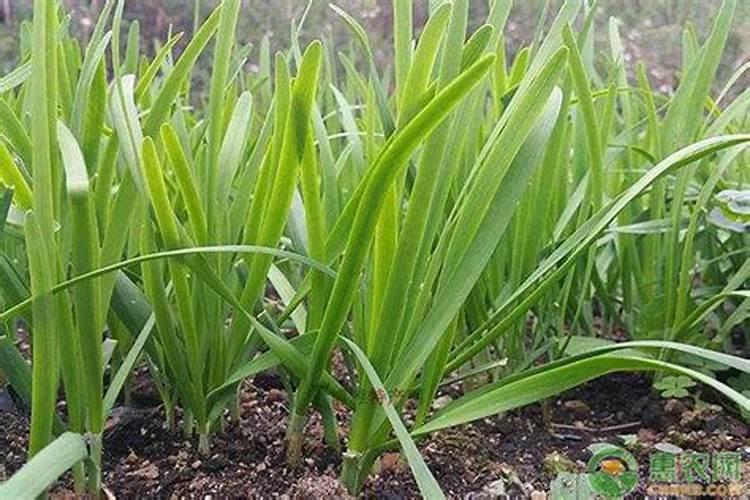 韭菜上啥肥料长得好