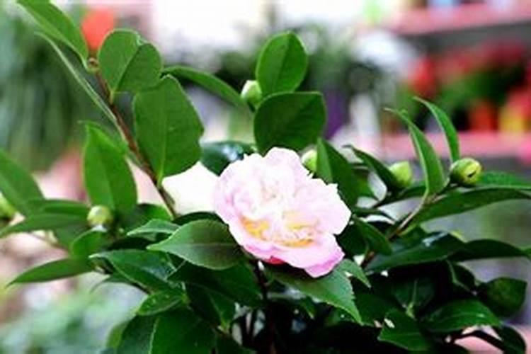 茶花什么时候剪枝最好