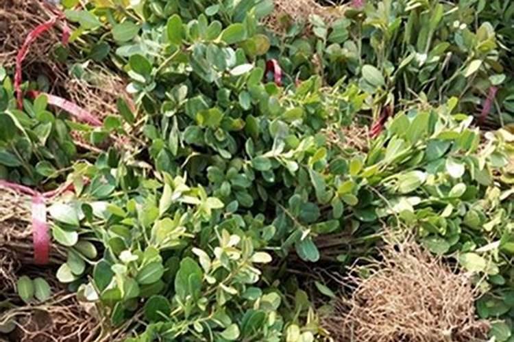 黄杨树盆栽怎样种植？