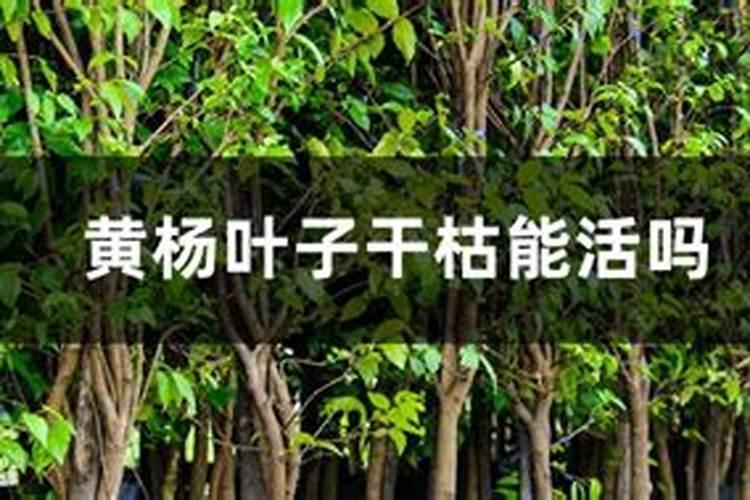 大叶黄杨的施肥与管理方法