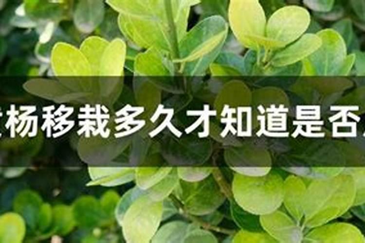 扦插一年的黄杨小苗为什么不长？