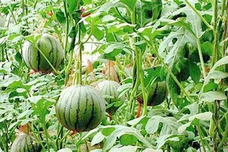 种植西瓜,高产离不开水,可实际过程中该如何科学浇水呢？