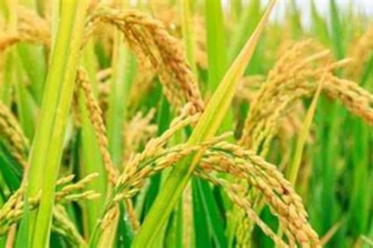 水稻后期施什么肥