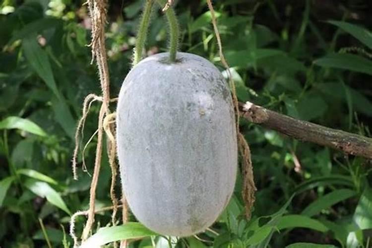 球兰花喜欢什么肥