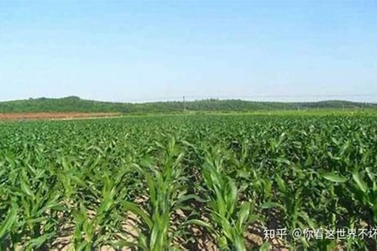 常规叶面肥的喷施浓度怎样兑 3%甲霜.恶霉灵针对大田土传病害效果好百...