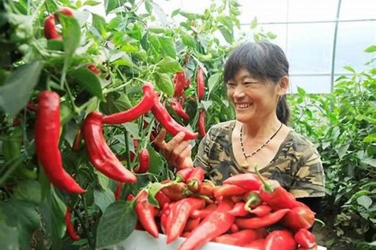 什么植物应多施磷肥