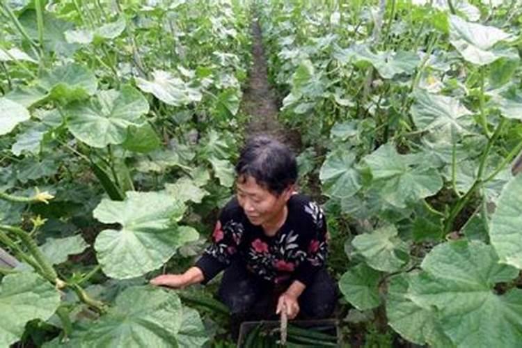 饼肥是什么肥料？
