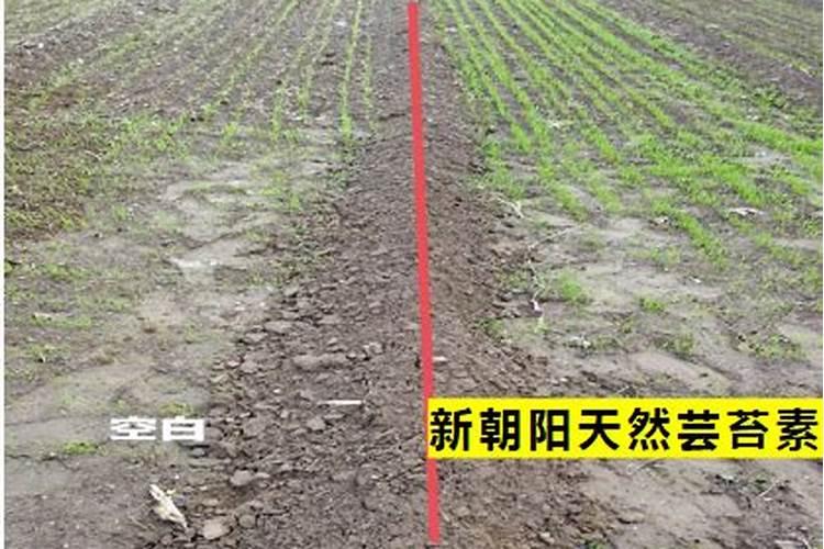 小麦打几遍芸苔素