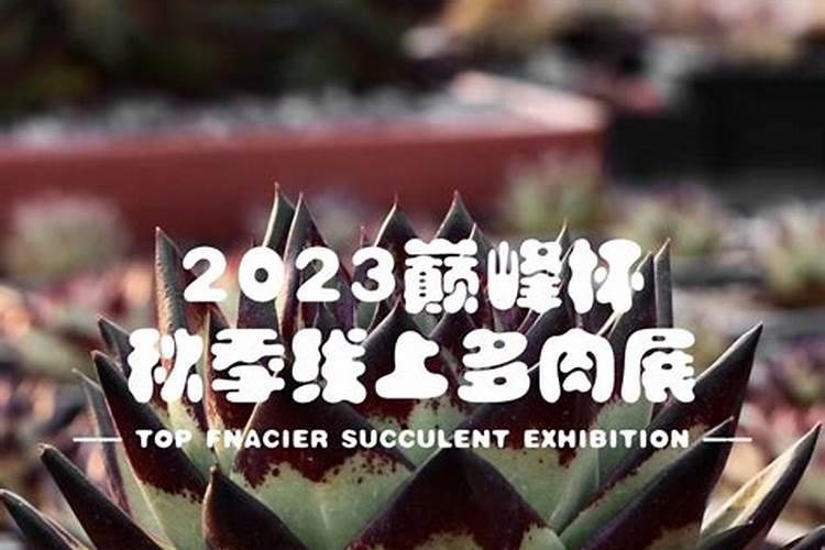 给多肉施什么肥最好