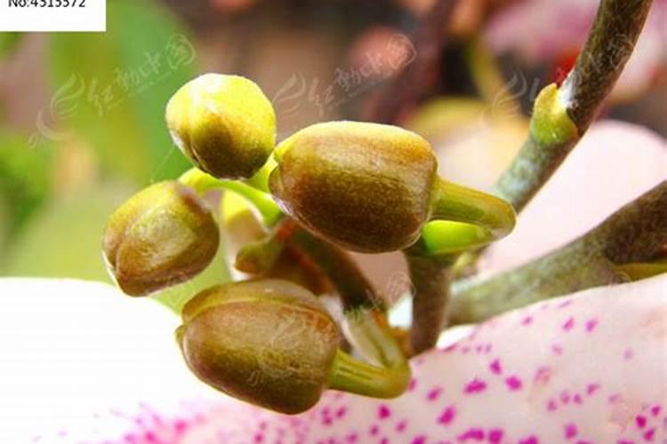 蝴蝶兰长花骨朵了还要施肥吗