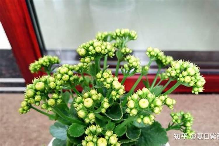 长寿花叶子小怎么办