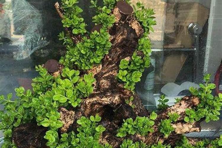 珍珠柏怎么养护？