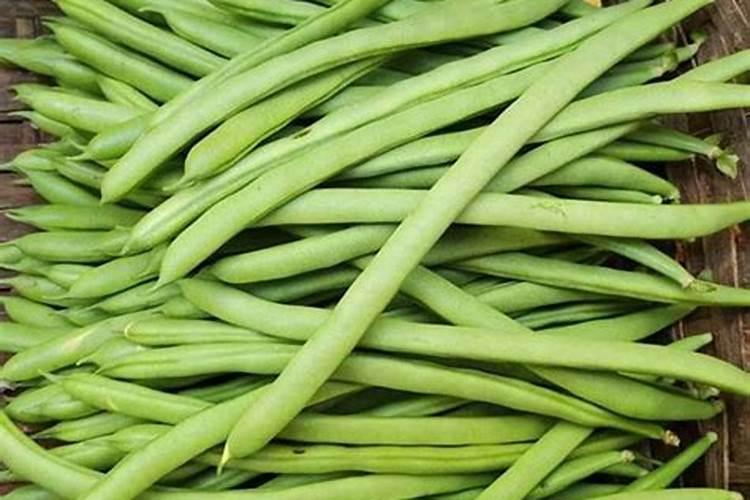 种植四季豆提高产量的施肥技巧有哪些四季豆应该怎么养殖