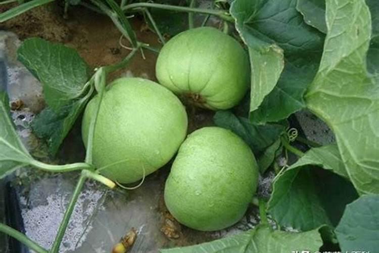 高钾肥有哪些？甜瓜在盛果期冲施高钾肥好不好？