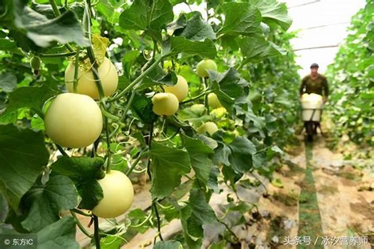 硼砂施多了作物有什么害处？