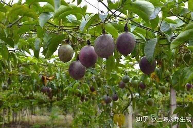 百香果施什么肥挂果多