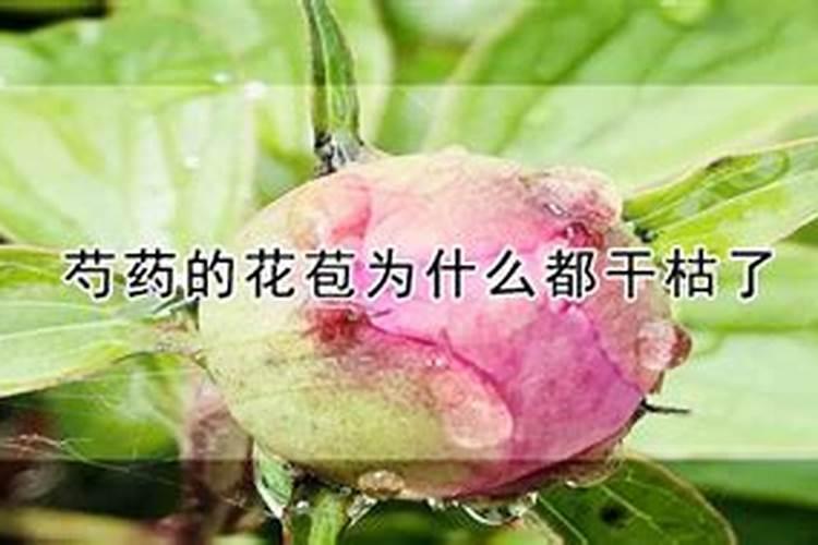 芍药花苞怎么养才能开花