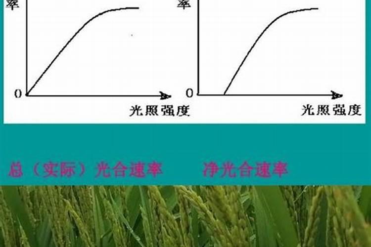 水稻贪青晚熟的原因