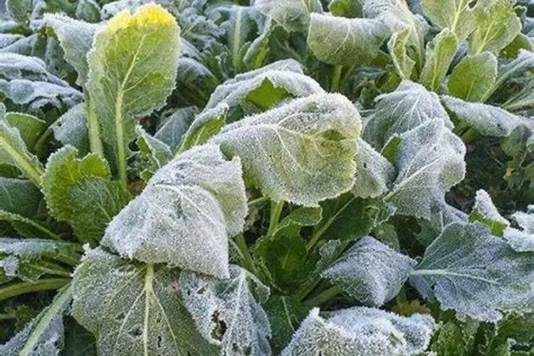 蔬菜种植如何预防霜冻以及受冻后的补救措施