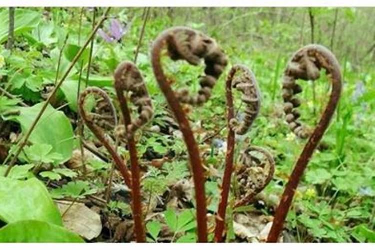 猴腿菜是什么菜？猴腿菜长什么样子？