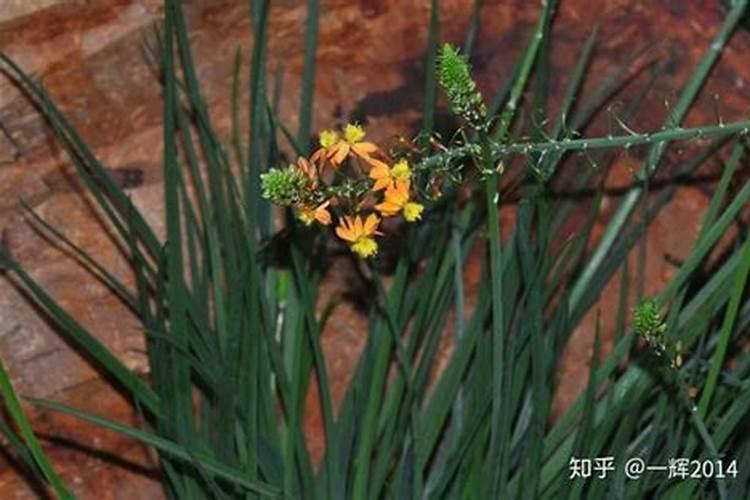 南非菊怎么养长的好