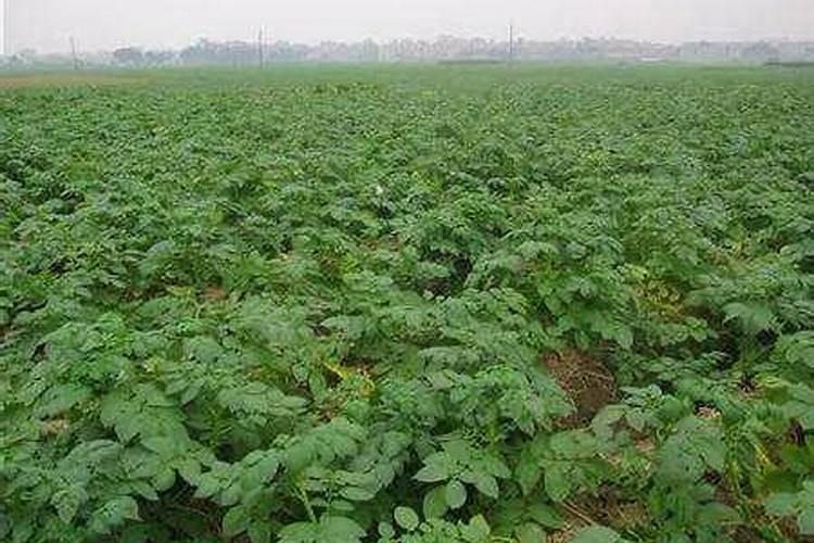玉米底肥一次性施肥 氮磷钾 各用多少？