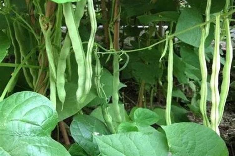 豆角冲什么水溶肥最好