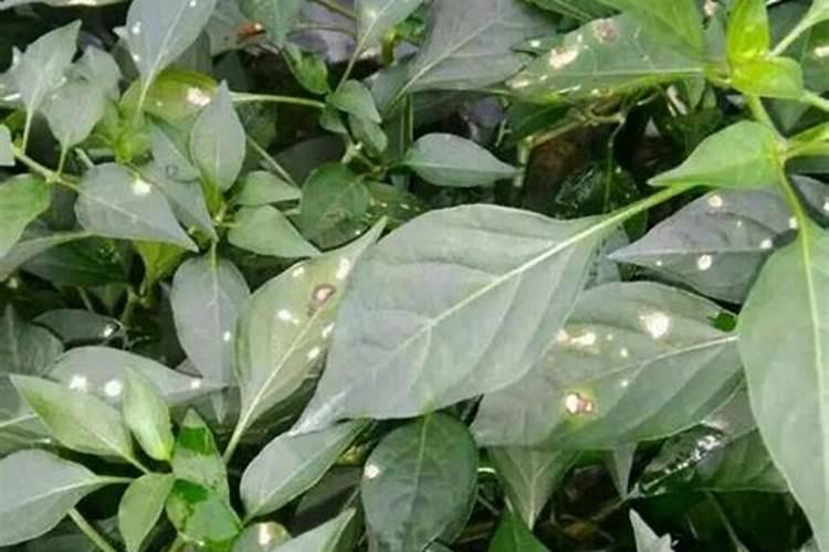 西兰花叶片上有白点,前几天喷过叶面肥,喷后发现有白点？(如图)