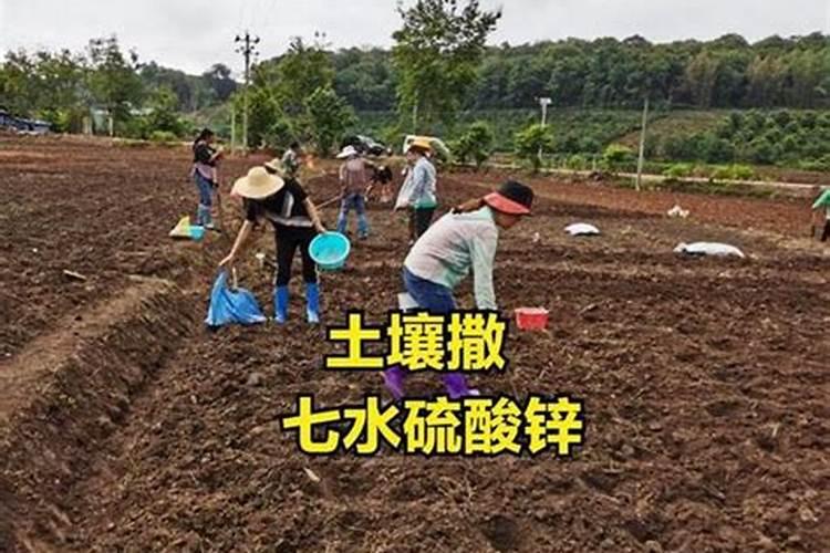 刚移栽的桔子树怎样养护