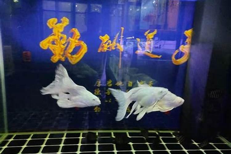 龙利鱼汤的家常做法