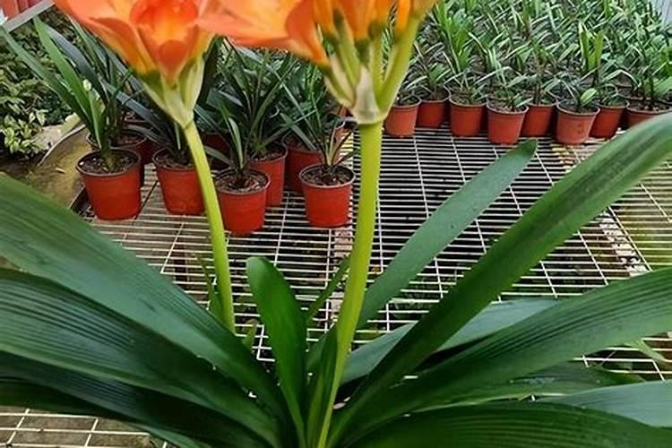 养多肉植物的营养土用来养君子兰行吗