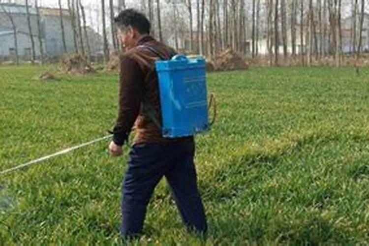 平安树用什么浇水最好？