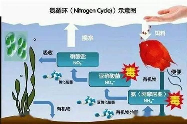 硝酸盐氮和氨氮有什么区别？
